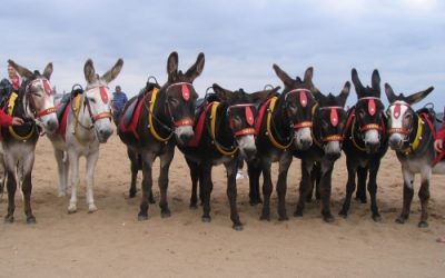 Seaside shows in 2013 announced